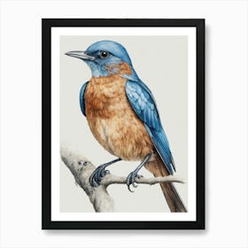 Bluebird Art Print