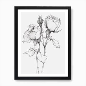 English Rose Black And White Line Drawing 12 Art Print