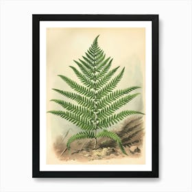 Vintage Illustration Marsh Fern 4 Art Print