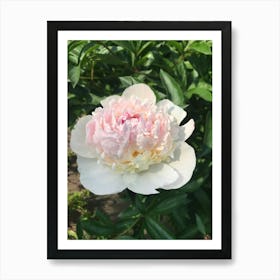 Img 4570   Peony paradise Art Print