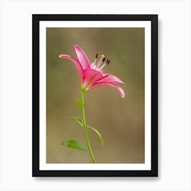 Pink Lily 1 Art Print
