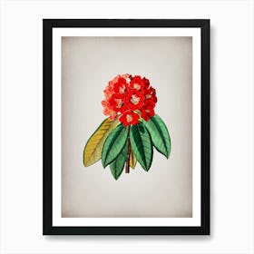 Vintage Rhododendron Rollissonii Flower Botanical on Parchment n.0369 Art Print