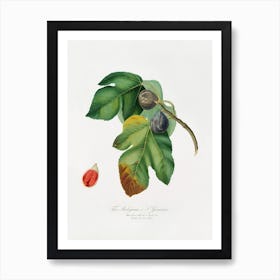 Fig (Ficus Carica Sativa) From Pomona Italiana (1817 - 1839), Giorgio Gallesio 1 Art Print