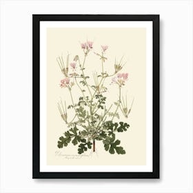 Geranium 12 Art Print