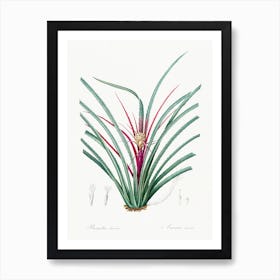 Plumier S Bromelia Illustration From Les Liliacées (1805), Pierre Joseph Redoute Art Print