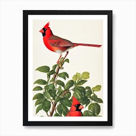 Northern Cardinal James Audubon Vintage Style Bird Art Print