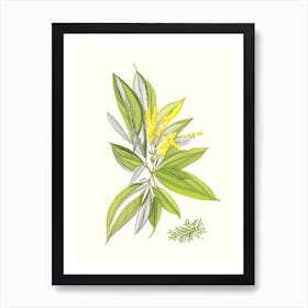 Lemon Verbena Spices And Herbs Pencil Illustration 1 Art Print