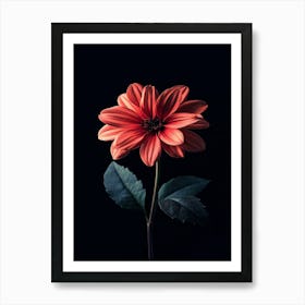 Dahlia Flower 5 Art Print