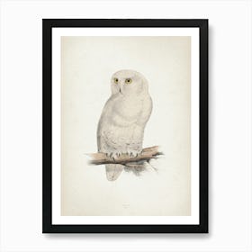 Vintage Lear 2 Snow Owl Art Print