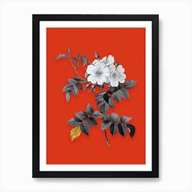 Vintage White Rosebush Black and White Gold Leaf Floral Art on Tomato Red n.0292 Art Print