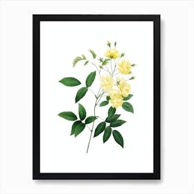Vintage Lady Banks' Rose Botanical Illustration on Pure White Art Print