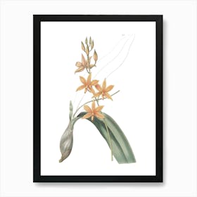 Orchids 4 Art Print