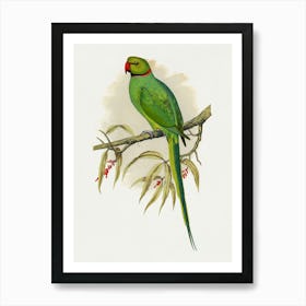 Parrot 5 Art Print