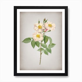 Vintage Rose of Castile Botanical on Parchment n.0540 Art Print