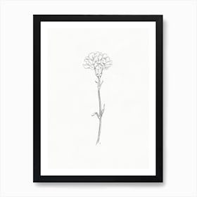 Carnation Sketch Art Print