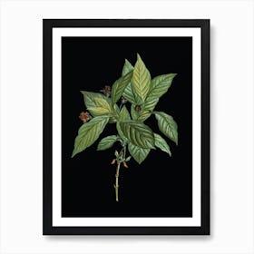 Vintage Alpine Honeysuckle Plant Botanical Illustration on Solid Black Art Print