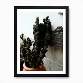 The Cactus In The Streets Of Portugal Travel Art Print