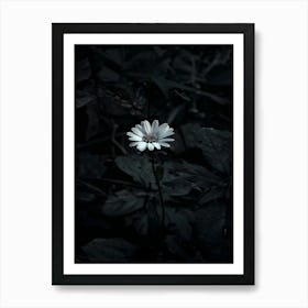 Flower In The Dark 105 Art Print