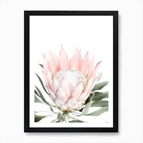 Blush Protea Art Print