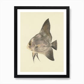 Unidentified Fish, Luigi Balugani (4) 1 Art Print