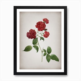 Vintage Red Cabbage Rose in Bloom Botanical on Parchment n.0456 Art Print