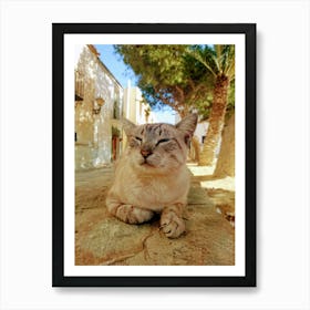 Pirate Cat, Tabarca, Spain 3 Art Print