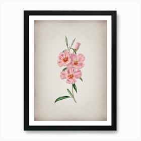 Vintage Pink Ruddy Godetia Botanical on Parchment n.0803 Art Print