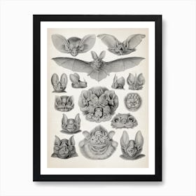 Vintage Haeckel 20 Tafel 67 Fledertiere Art Print