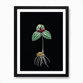 Vintage Tri Flower Botanical Illustration on Solid Black n.0740 Art Print