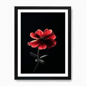 Red Flower On Black Background 3 Art Print