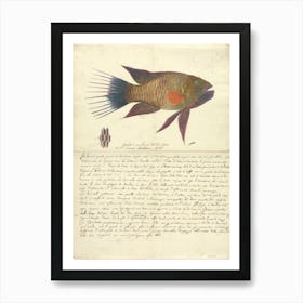 A Fish From The Red Sea, Luigi Balugani 1 Art Print