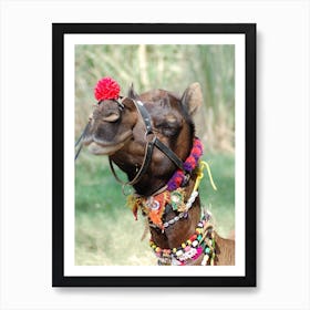 Camel In Rajasthan Art Print