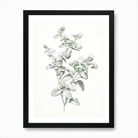 Marjoram Vintage Botanical Herbs 3 Art Print