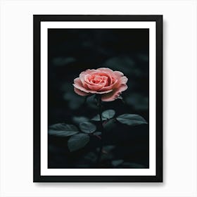 Pink Rose On Black Background 34 Art Print