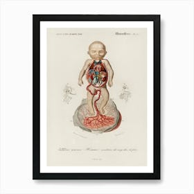 Circulation Of The Blood In A Fetus, Charles Dessalines D'Orbigny Art Print