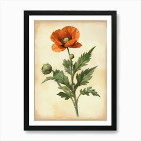 Vintage Of Herbarium Poppy Art Print