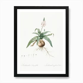 Lachenalia Lanceaefolia, Pierre Joseph Redoute Art Print