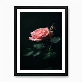 Pink Rose On Black Background 88 Art Print