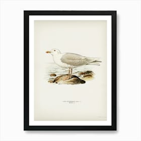 Glaucous Gull, The Von Wright Brothers Art Print