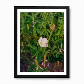 Texas Wildflower II on Film Art Print