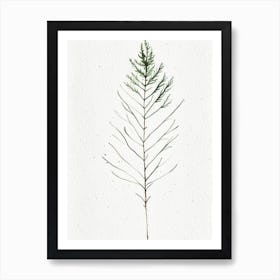 White Pine Leaf Minimalist Watercolour 2 Art Print