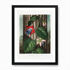 Vintage Botanical Temple Of Flora _2476848 Art Print