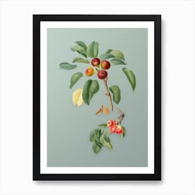 Vintage Musky Pear Botanical Art on Mint Green n.0614 Art Print