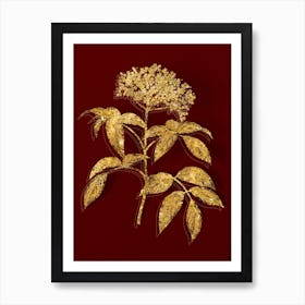 Vintage Elderberry Flowering Plant Botanical in Gold on Red n.0487 Art Print