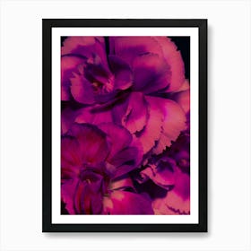 Carnations Art Print