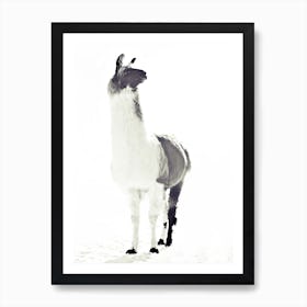 Fluffy Llama in Art Print
