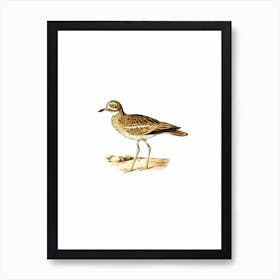 Vintage Eurasian Stone Curlew Bird Illustration on Pure White n.0153 Art Print