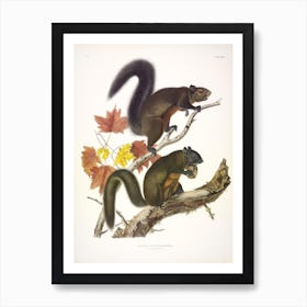 Long Haired Squirrel, John James Audubon Art Print