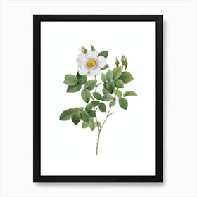 Vintage Twin Flowered White Rose Botanical Illustration on Pure White Art Print