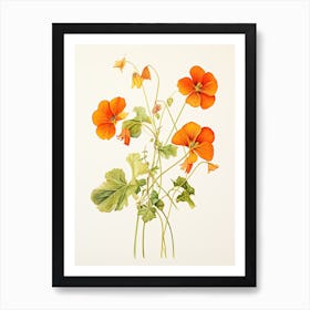 Nasturtiums Flower Vintage Botanical 3 Art Print